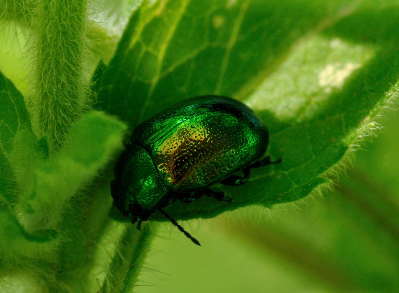 ID Coleottero: Chrysolina graminis